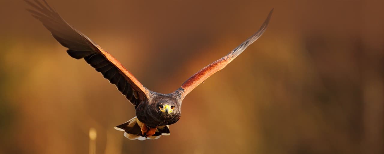 Surrey Hills Falconry - Main view