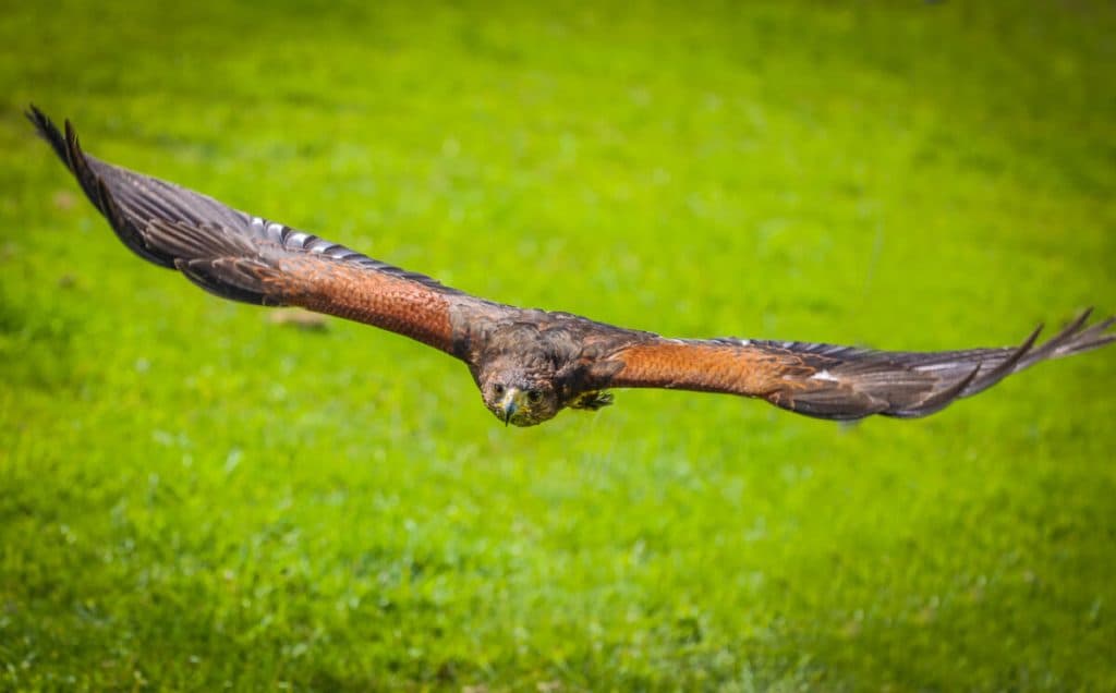 Surrey Hills Falconry - Image 3
