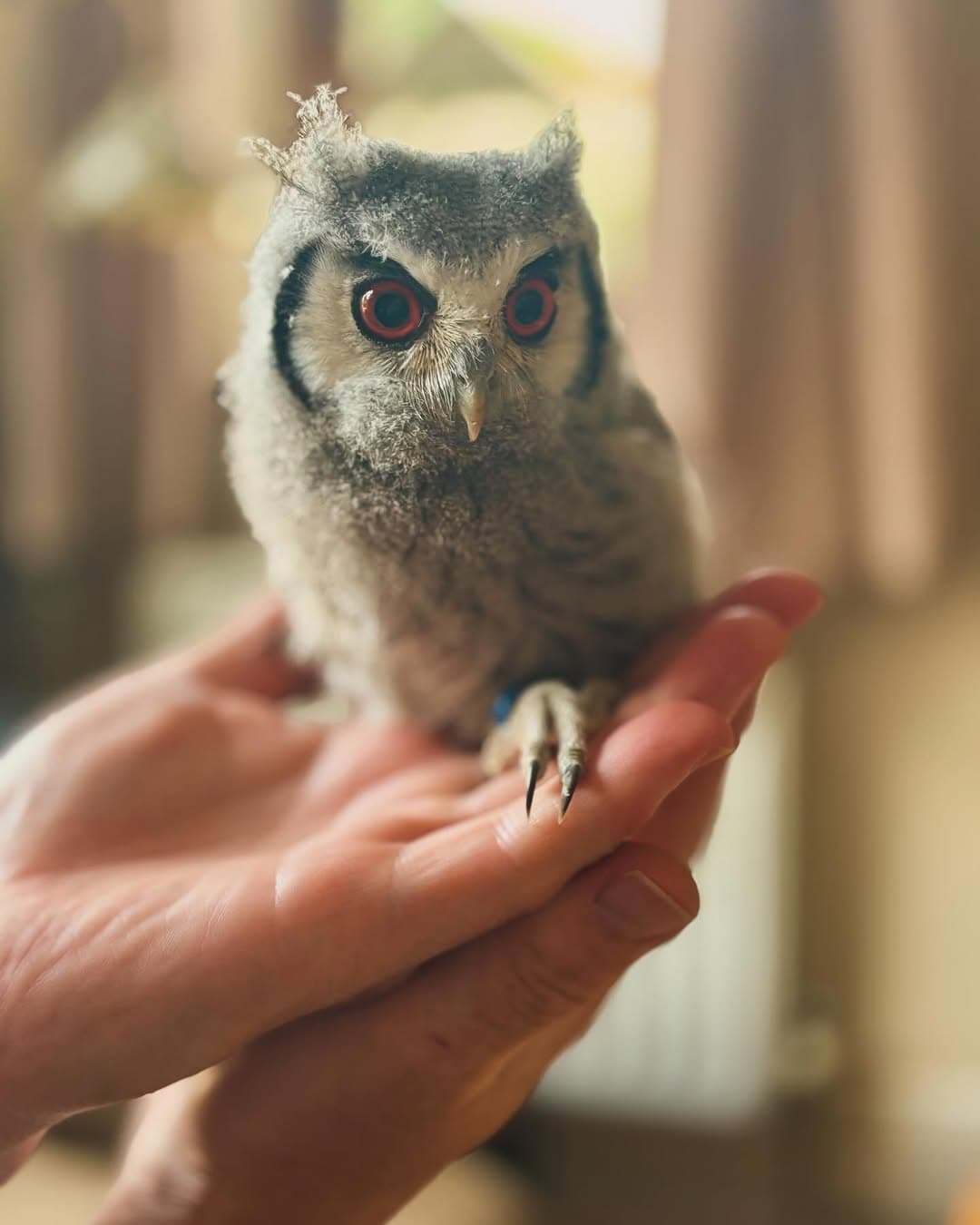 Surrey Hills Falconry - Image 4