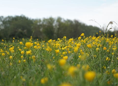 Ludwell Valley Park - Image 2