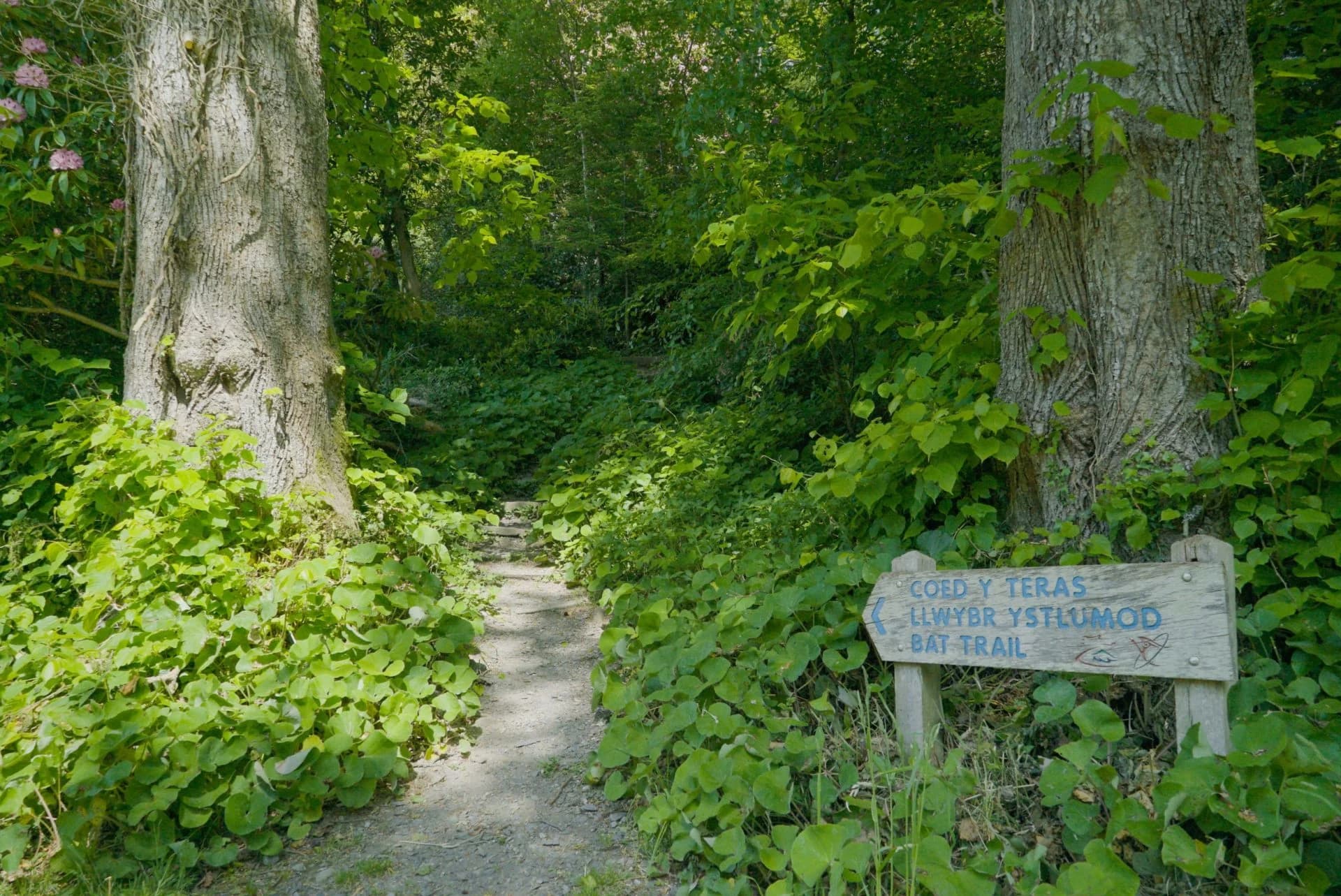 Parc Glynllifon - Image 2