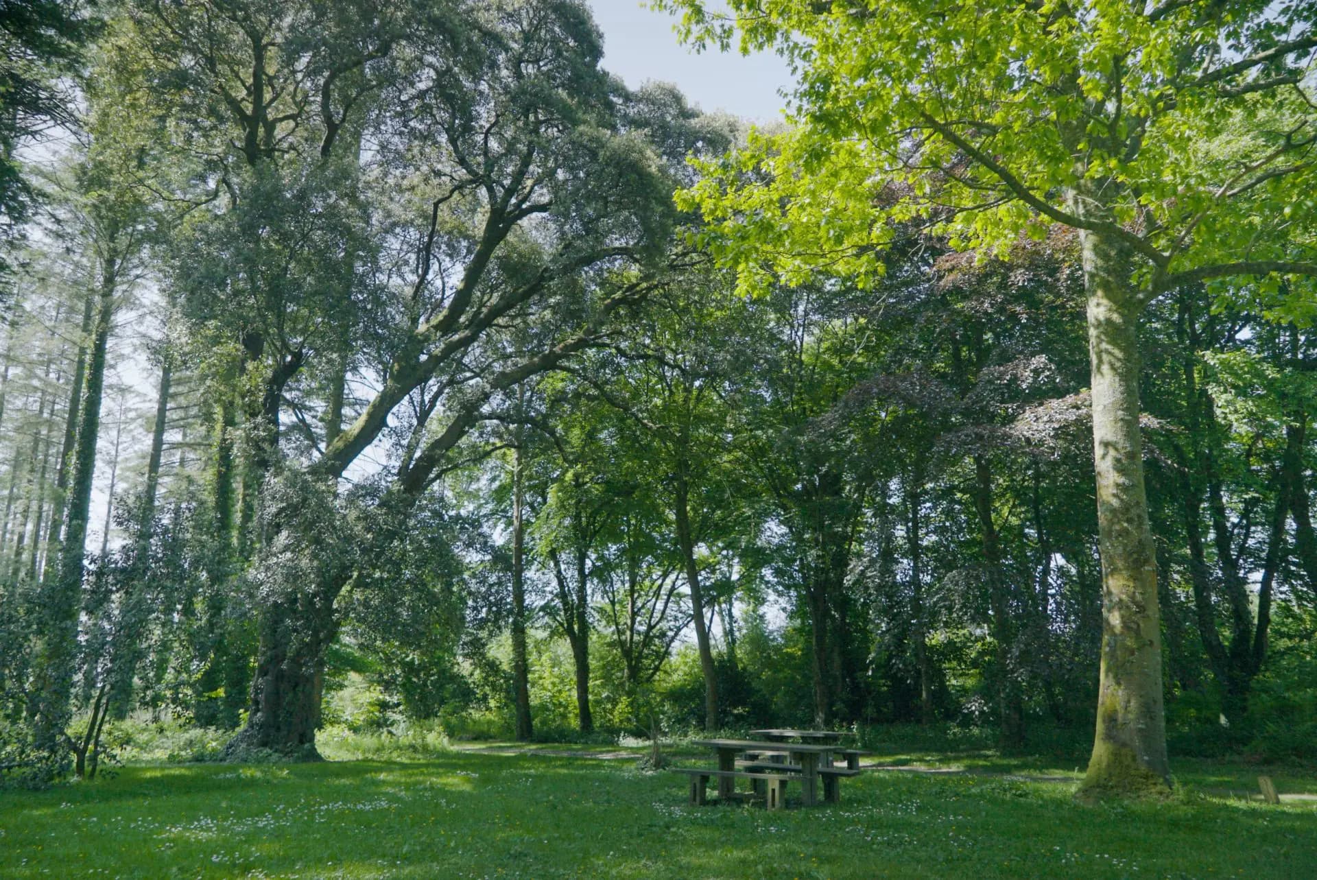 Parc Glynllifon - Image 3