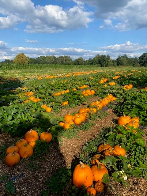 Crockford Bridge Farm - Image 3