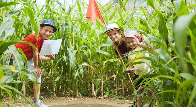 Wistow Maze - Image 4