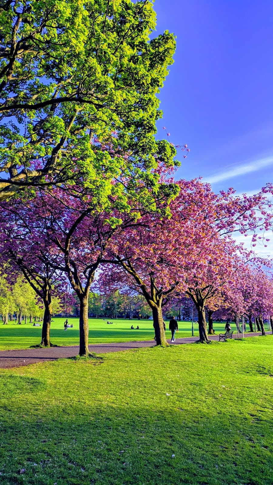 The Meadows