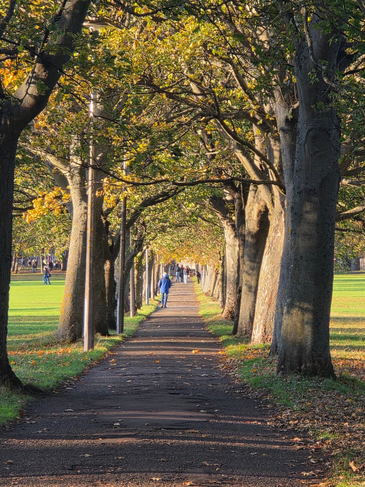 The Meadows - Image 2