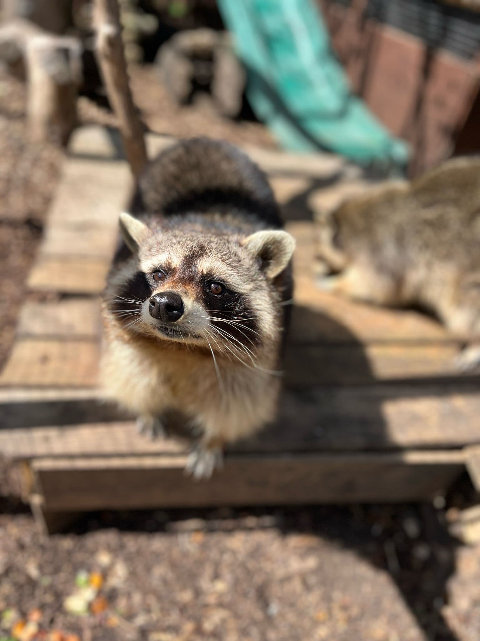 Maldon Promenade Zoo - Image 3