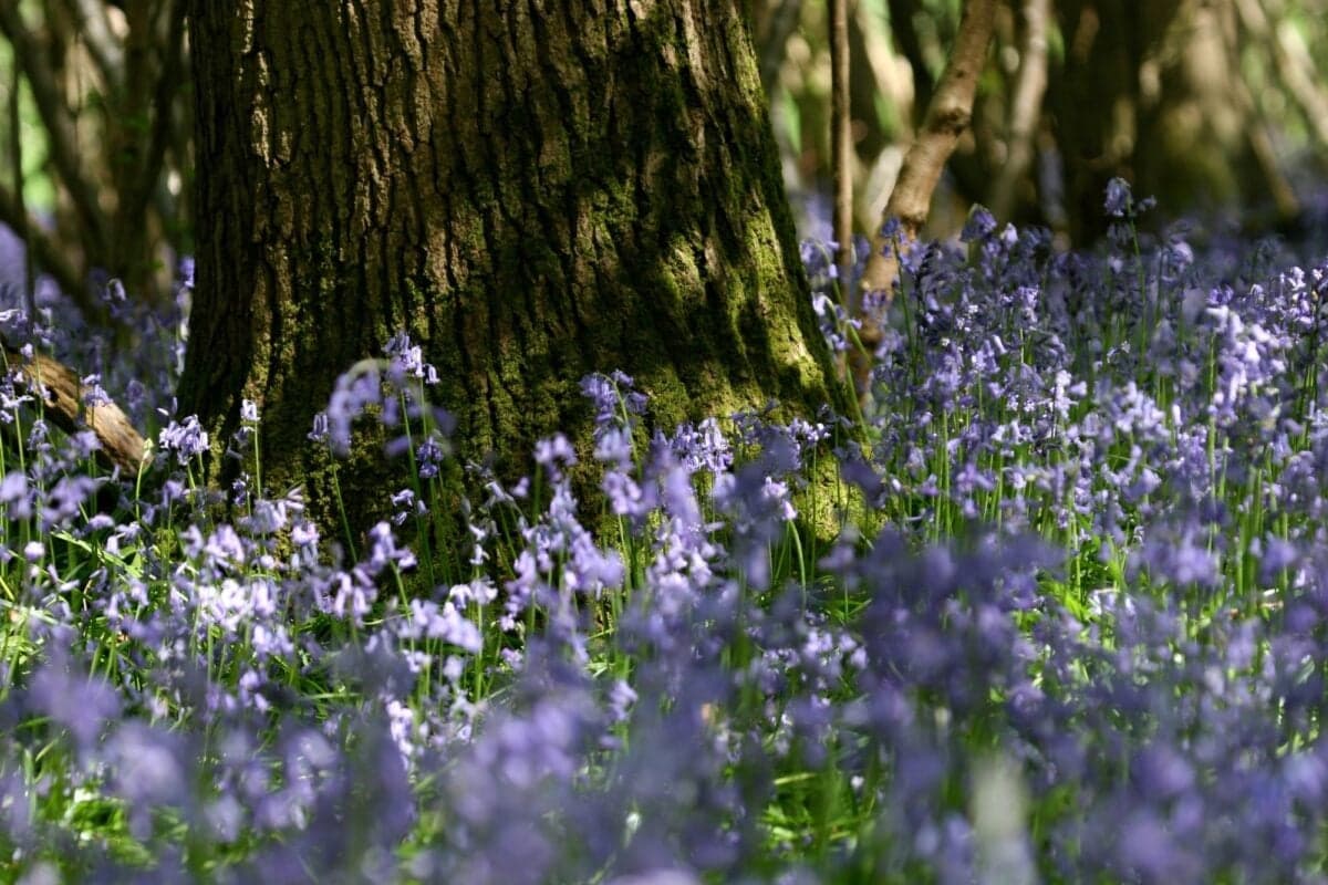 Old Lodge Nature Reserve - Sussex Wildlife Trust - Main view