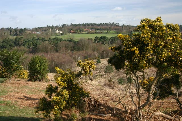 Old Lodge Nature Reserve - Sussex Wildlife Trust - Image 2