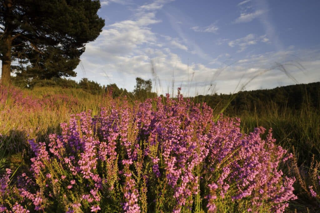 Old Lodge Nature Reserve - Sussex Wildlife Trust - Image 4