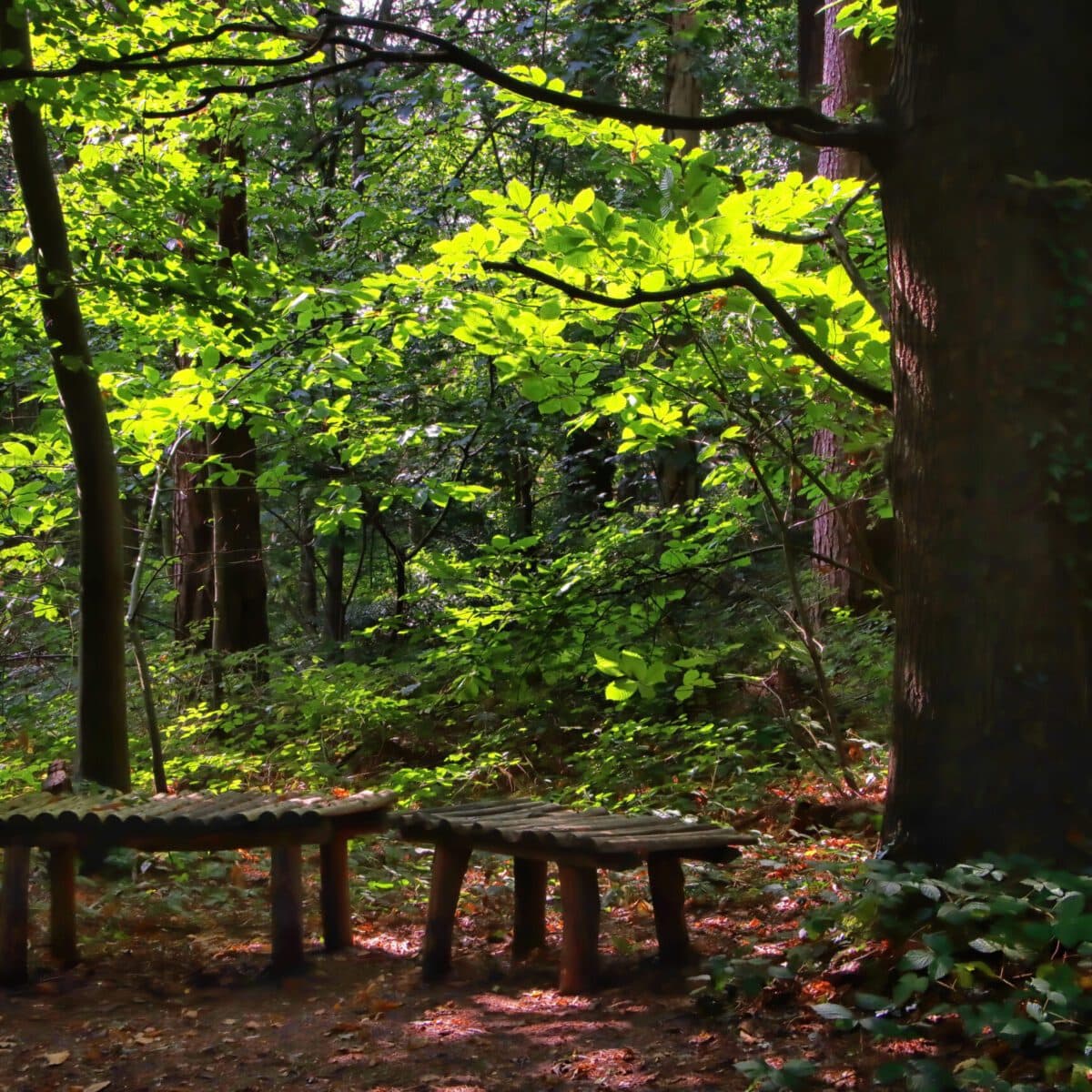 Old Lodge Nature Reserve - Sussex Wildlife Trust - Image 5