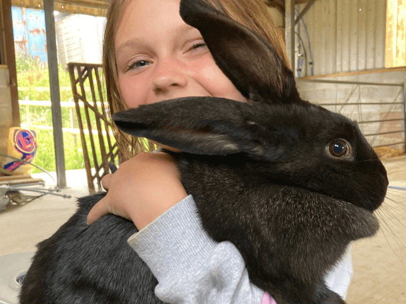 Foxdown Children's Farm - Image 3