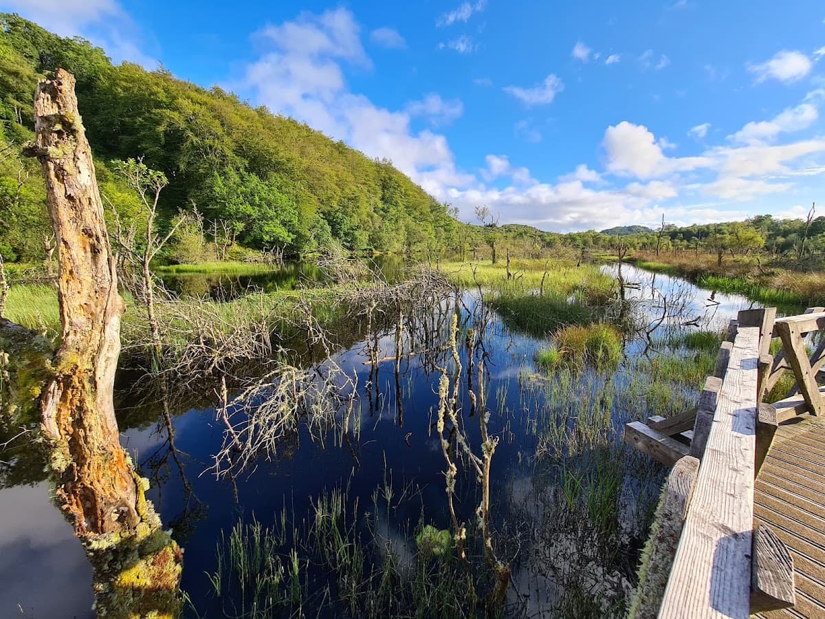 Knapdale Scottish Beaver Trail - Main view