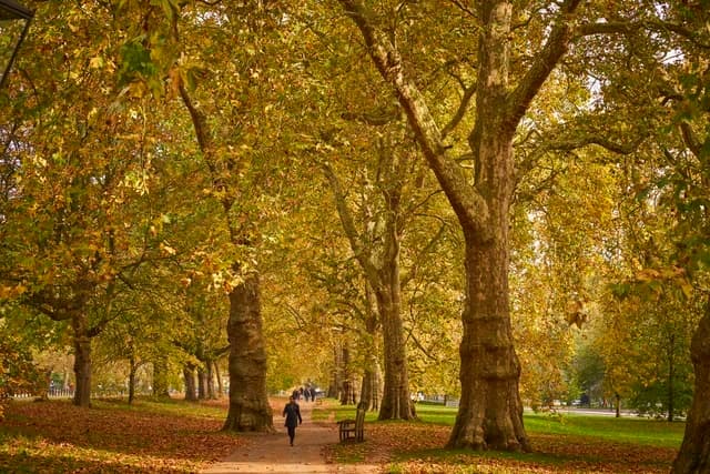 Hyde Park - Image 2