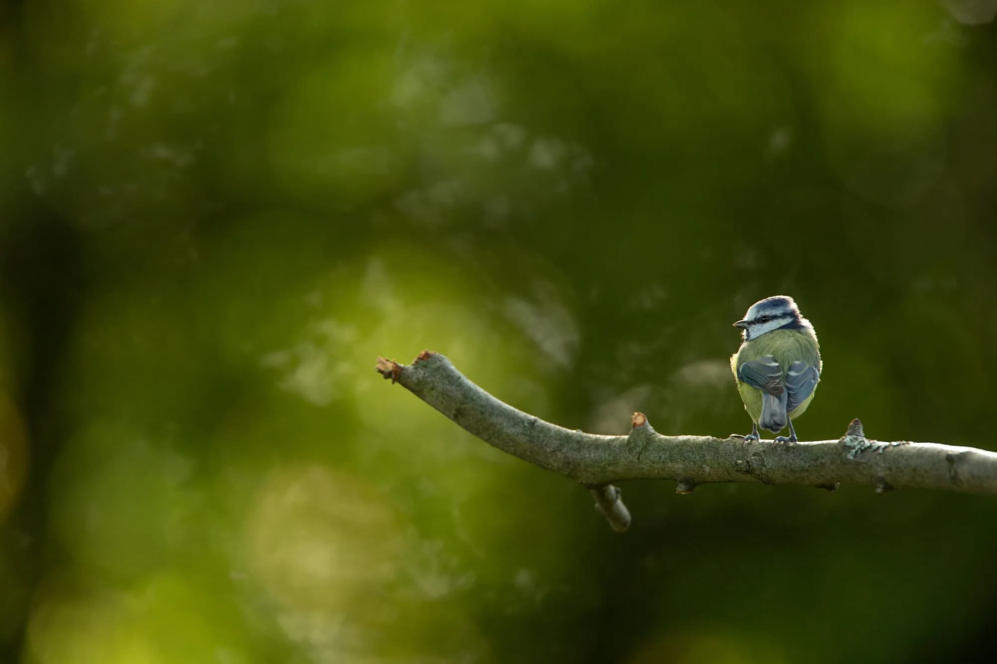 RSPB Coombes Valley - Image 3