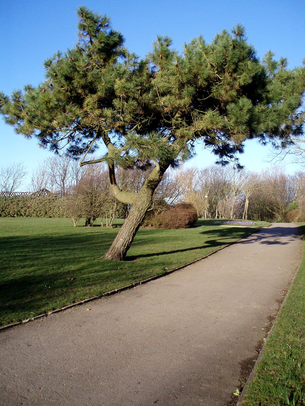 Devonshire Road Rock Gardens - Image 2