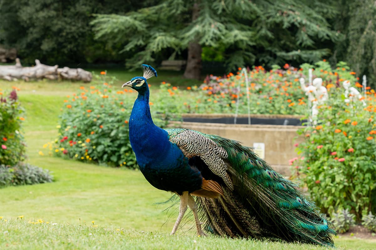 Quex House & Gardens, home of the Powell-Cotton Museum - Image 5