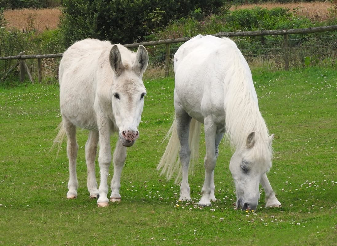 The Flicka Foundation Donkey Sanctuary - Image 2