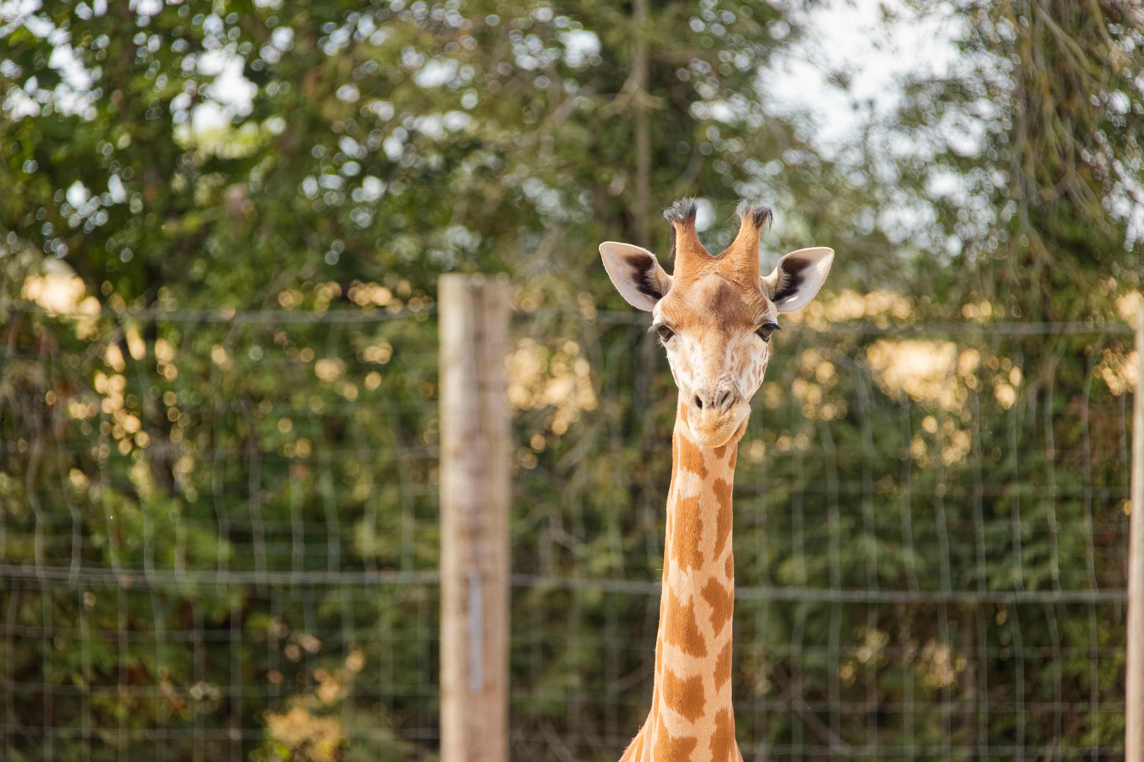 Twycross Zoo - Main view