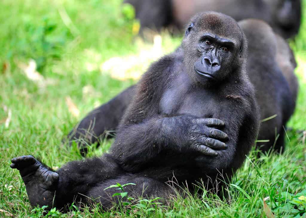 Twycross Zoo - Image 4