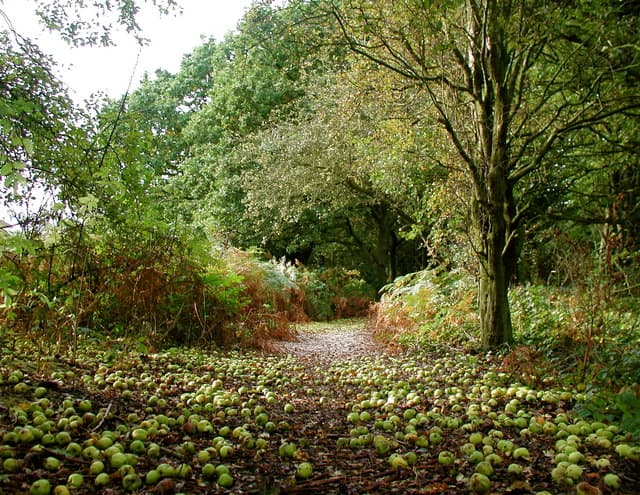 Barlow Common Nature Reserve - Main view