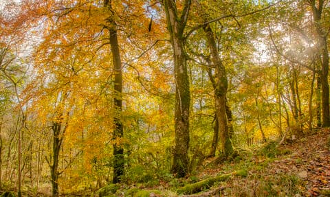 Barlow Common Nature Reserve - Image 2