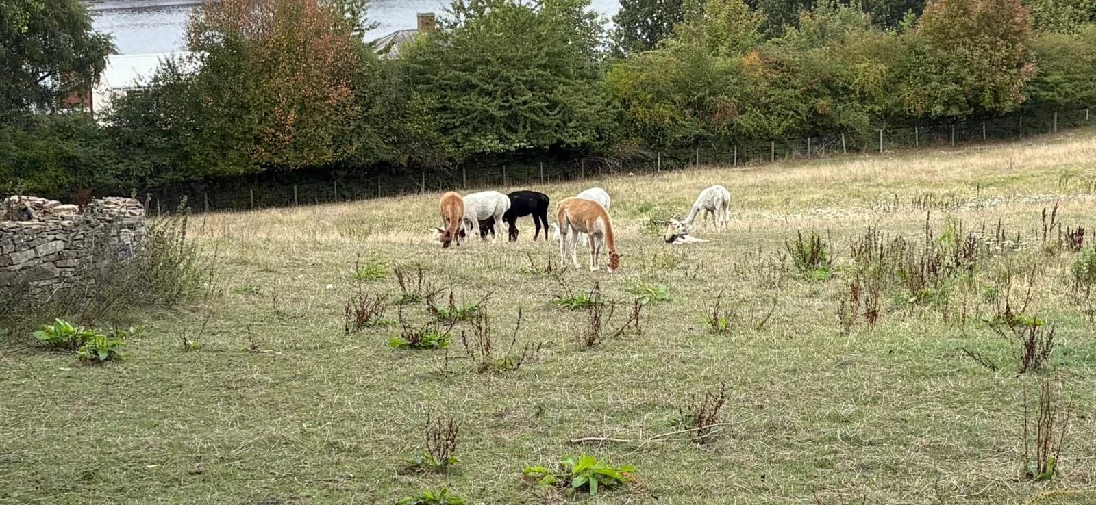 Bill Quay Community Farm - Image 3