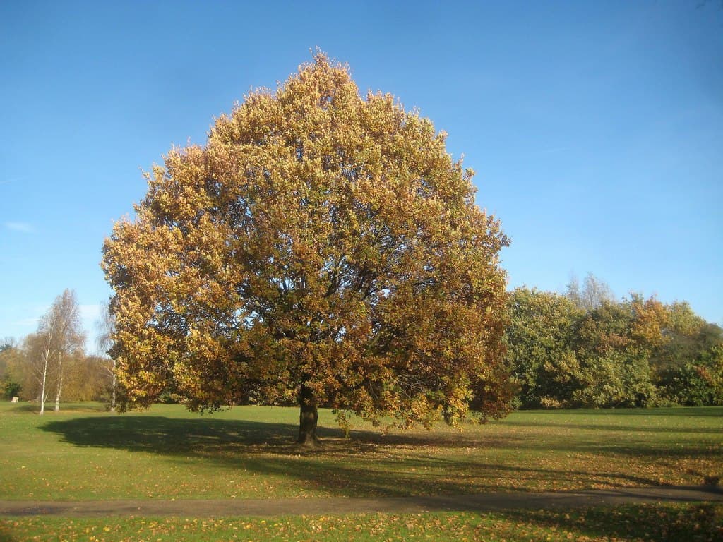Canons Park - Image 2