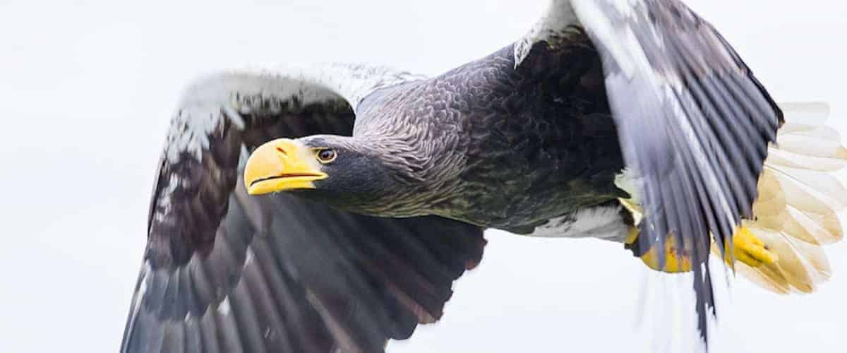 National Centre for Birds of Prey (NCBP) - Image 2