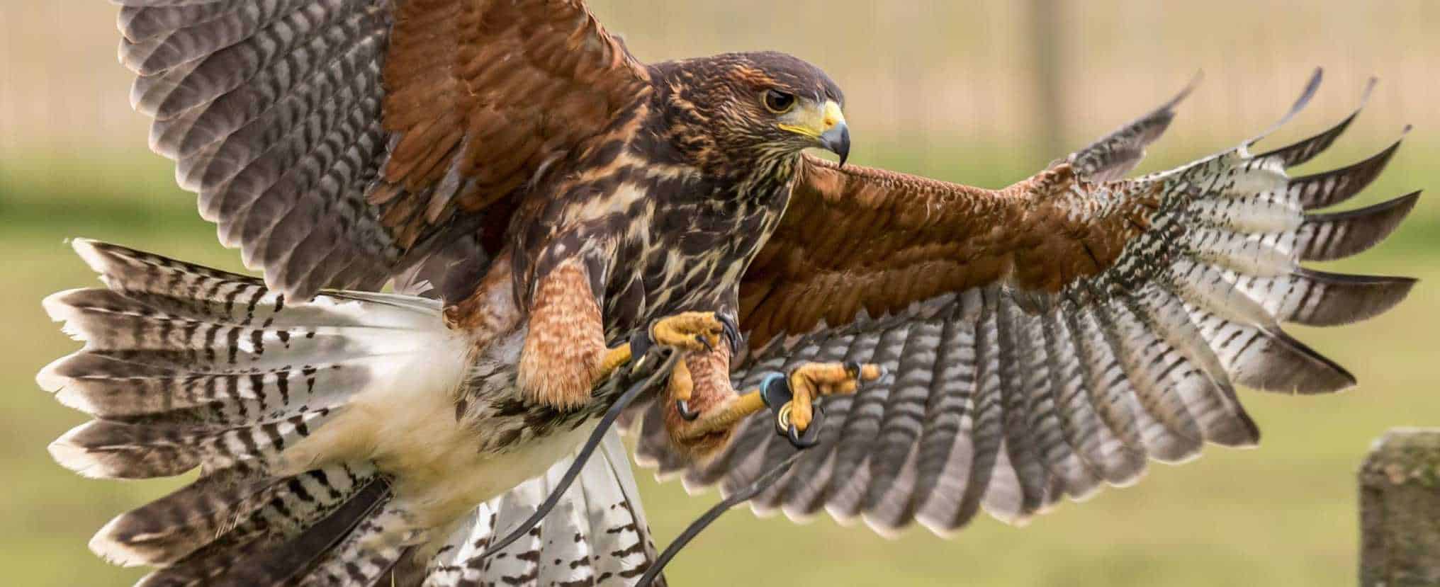 National Centre for Birds of Prey (NCBP) - Image 3