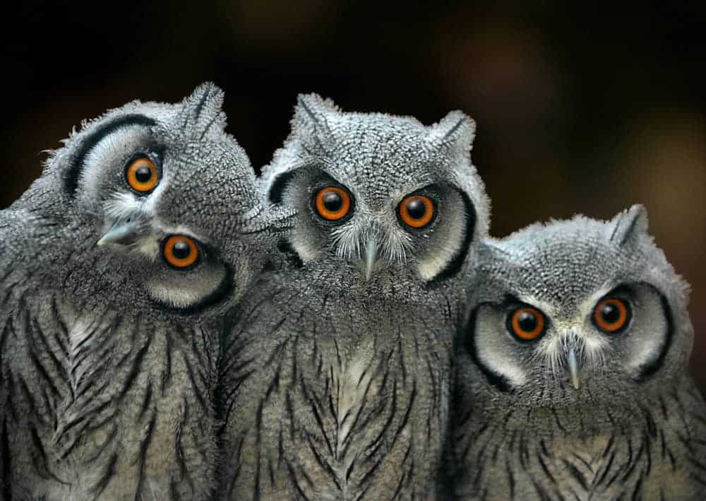 National Centre for Birds of Prey (NCBP) - Image 4