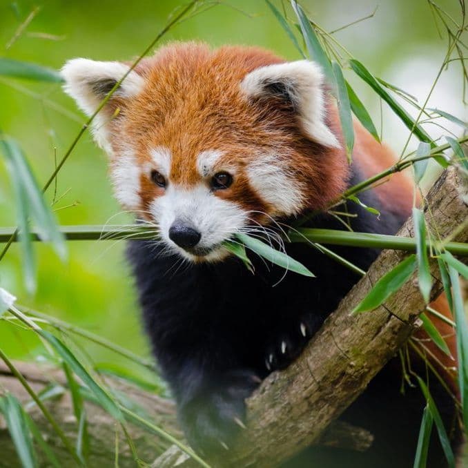 Thrigby Hall Wildlife Gardens - Image 3