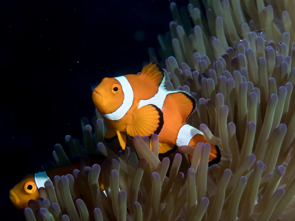 Blue Reef Aquarium Newquay - Image 2