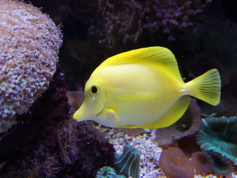 Blue Reef Aquarium Newquay - Image 3