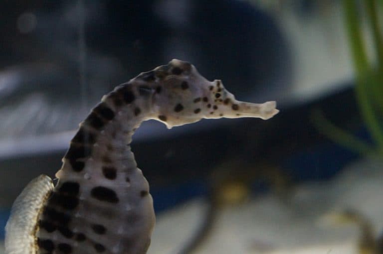 Blue Reef Aquarium Newquay - Image 4