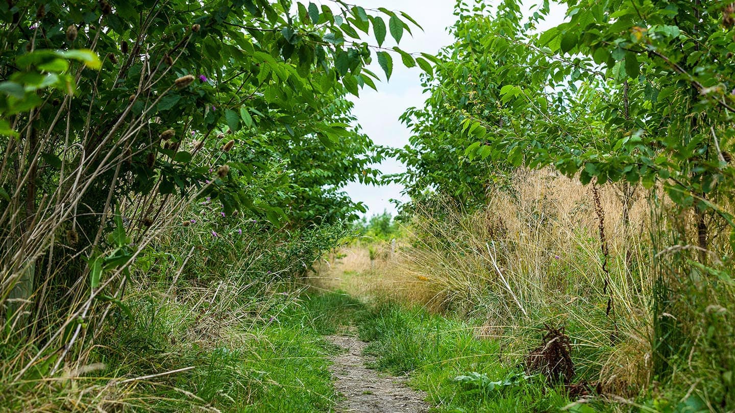 Queen Elizabeth Diamond Jubilee Wood - Image 2