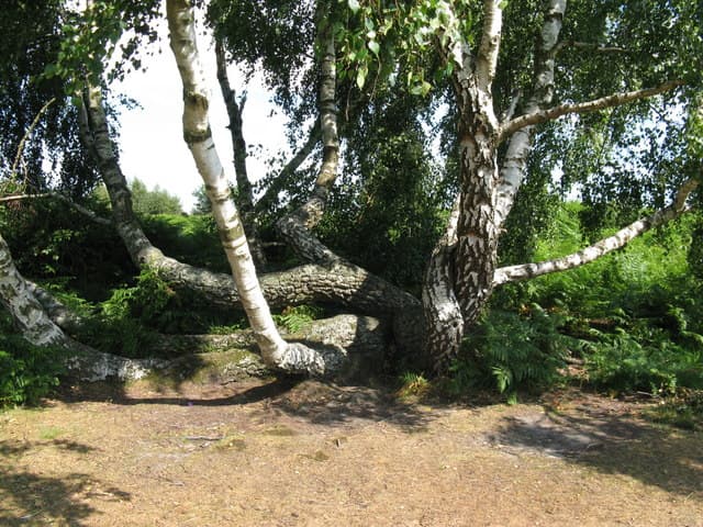 Chailey Common Local Nature Reserve - Main view