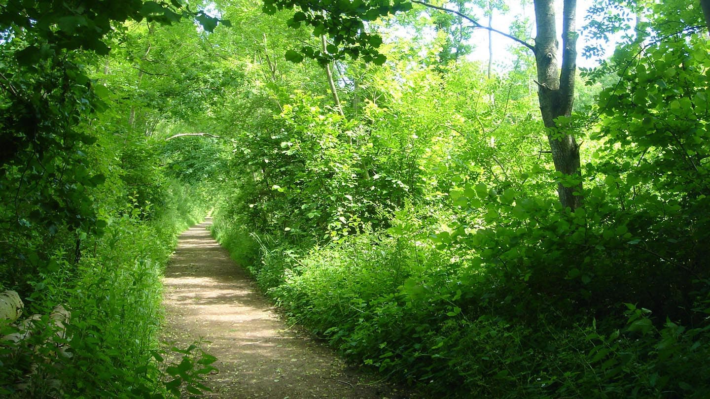 Skellingthorpe Old Wood - Main view