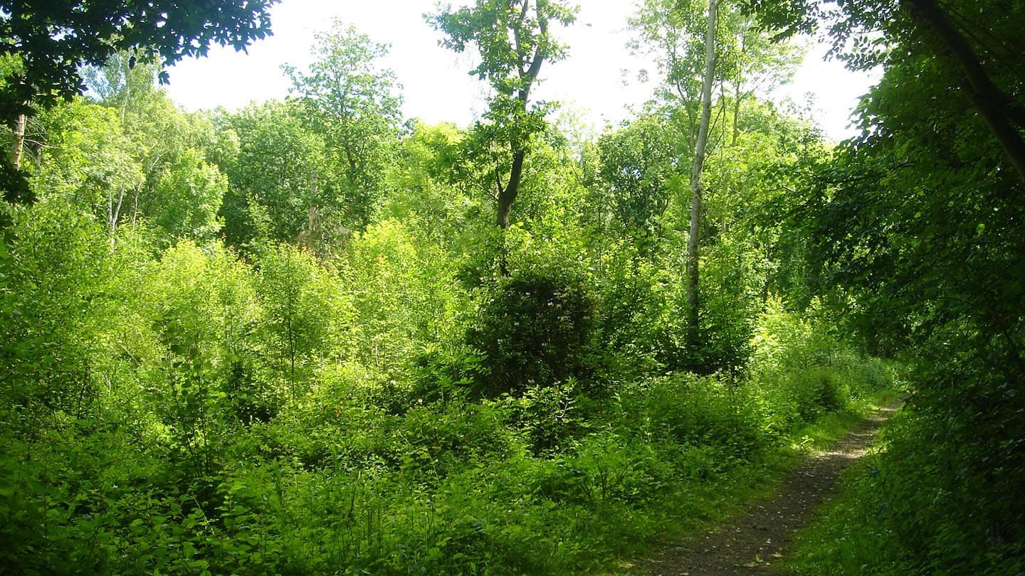 Skellingthorpe Old Wood - Image 2
