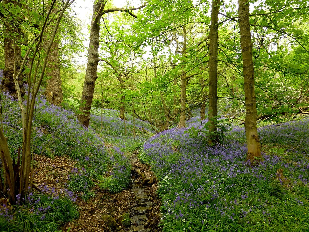 Etherow Country Park - Image 2