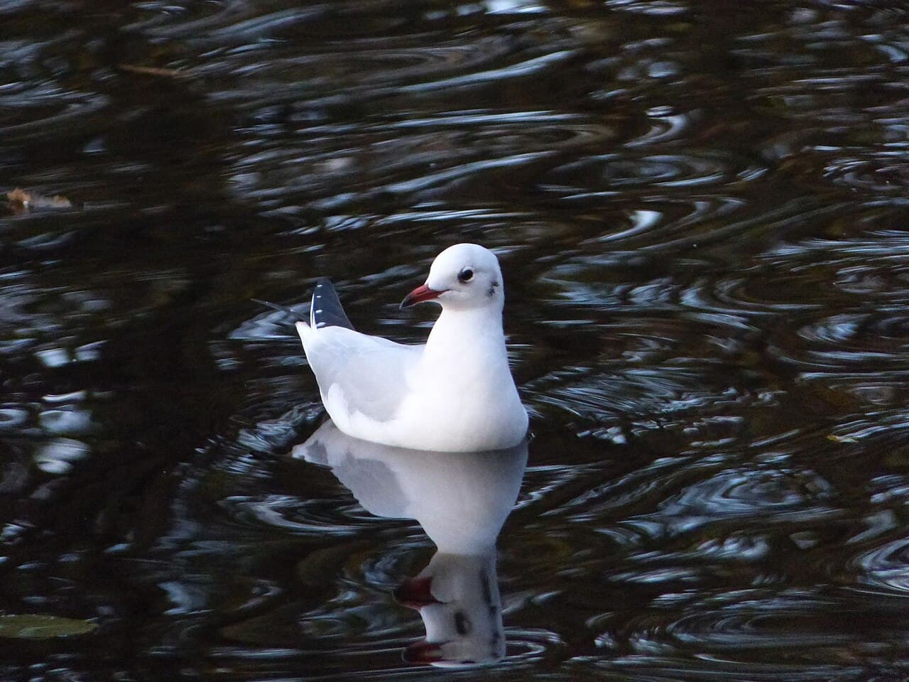 Etherow Country Park - Image 4