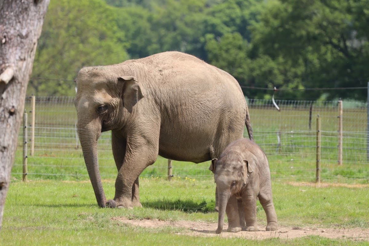 Whipsnade Zoo - Image 1