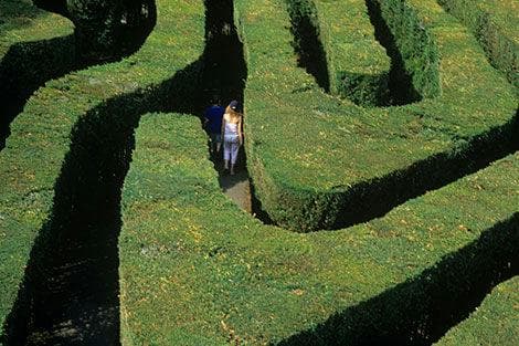 Hampton Court Maze - Main view