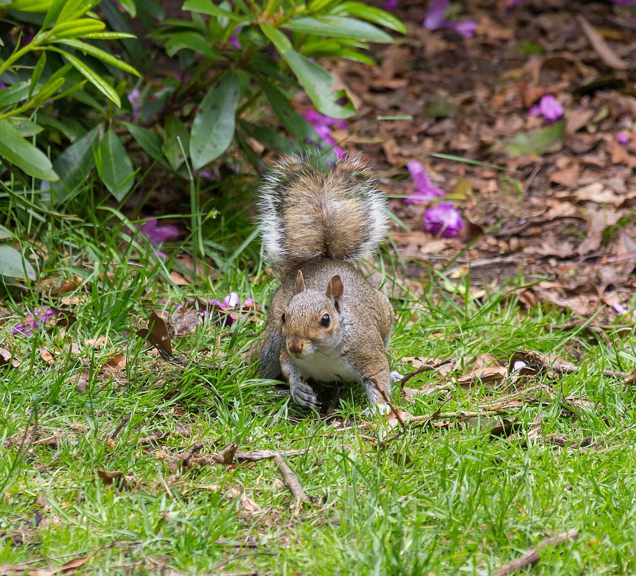 Trentham Monkey Forest - Image 2