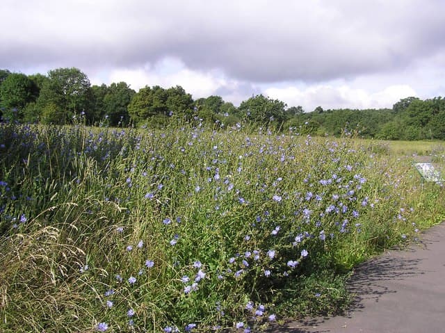 Jubilee Country Park - Image 1