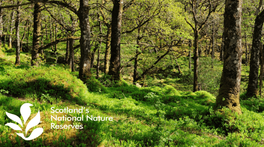 Ariundle Oakwood National Nature Reserve - Image 2