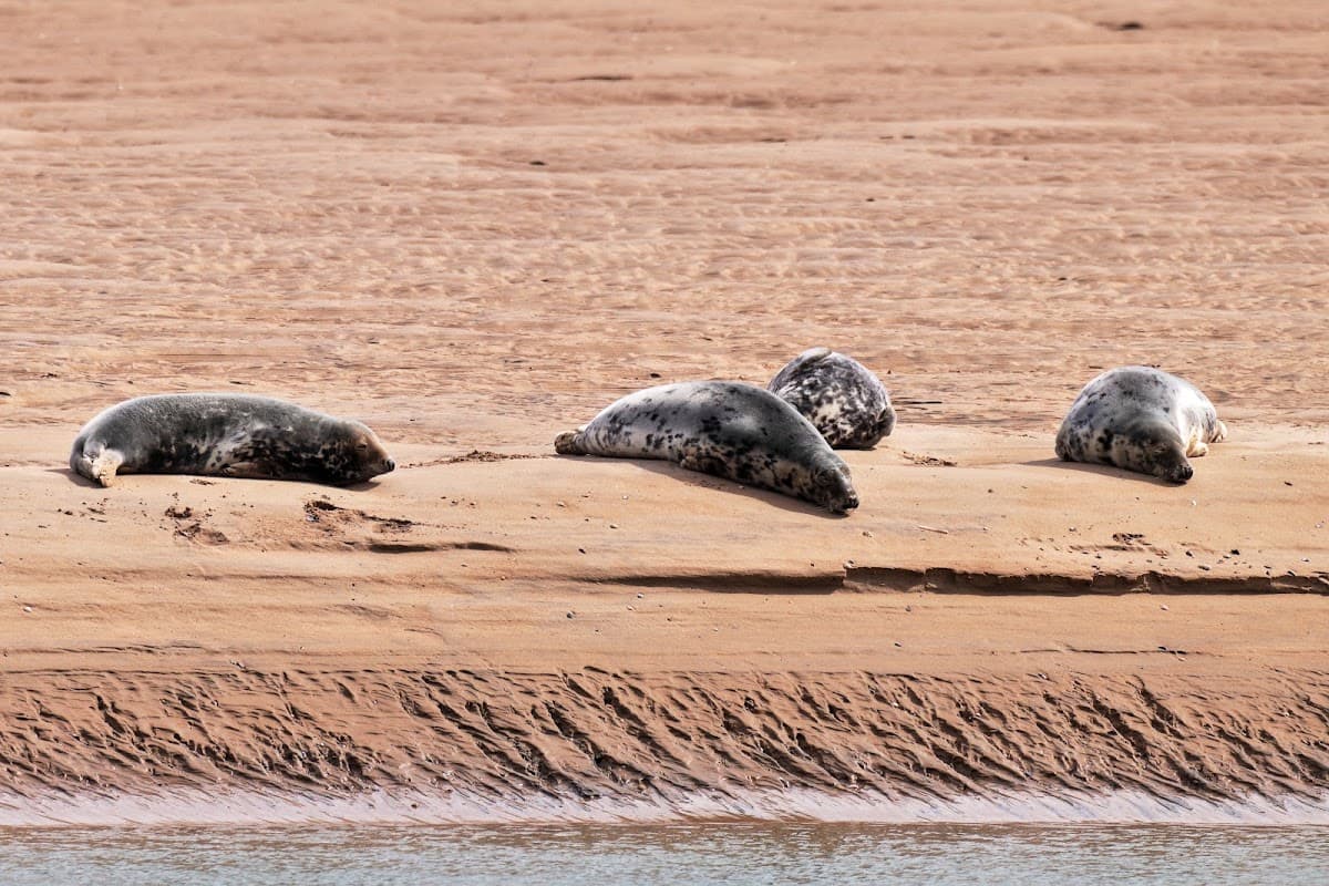 Loch Fleet National Nature Reserve - Image 5