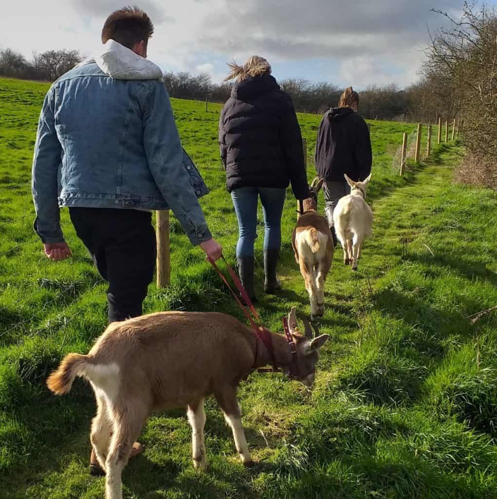 Ganders Goat - Image 1