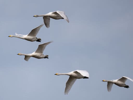 Willow Tree Fen - Image 4