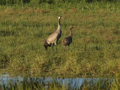 Willow Tree Fen - Image 5